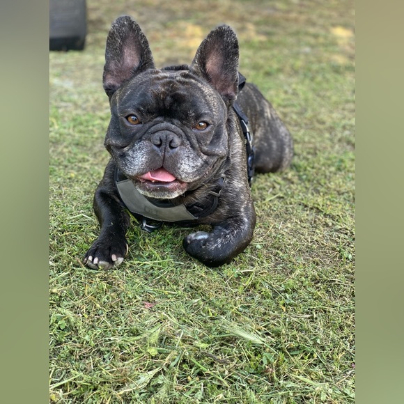 Meet your Posher, Rachael and Rey - Picture 5 of 7